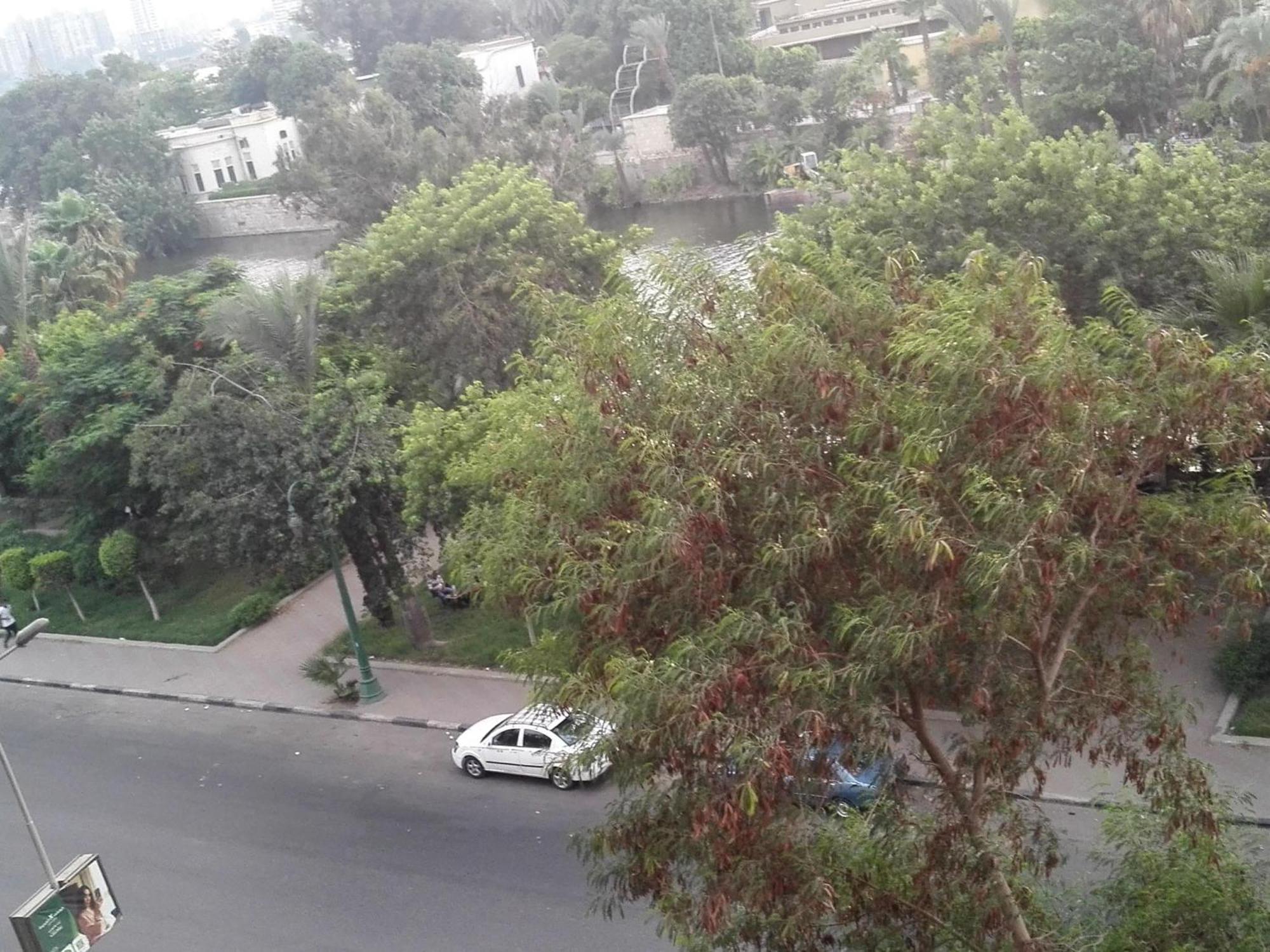 عالنيل مباشرتا Cairo